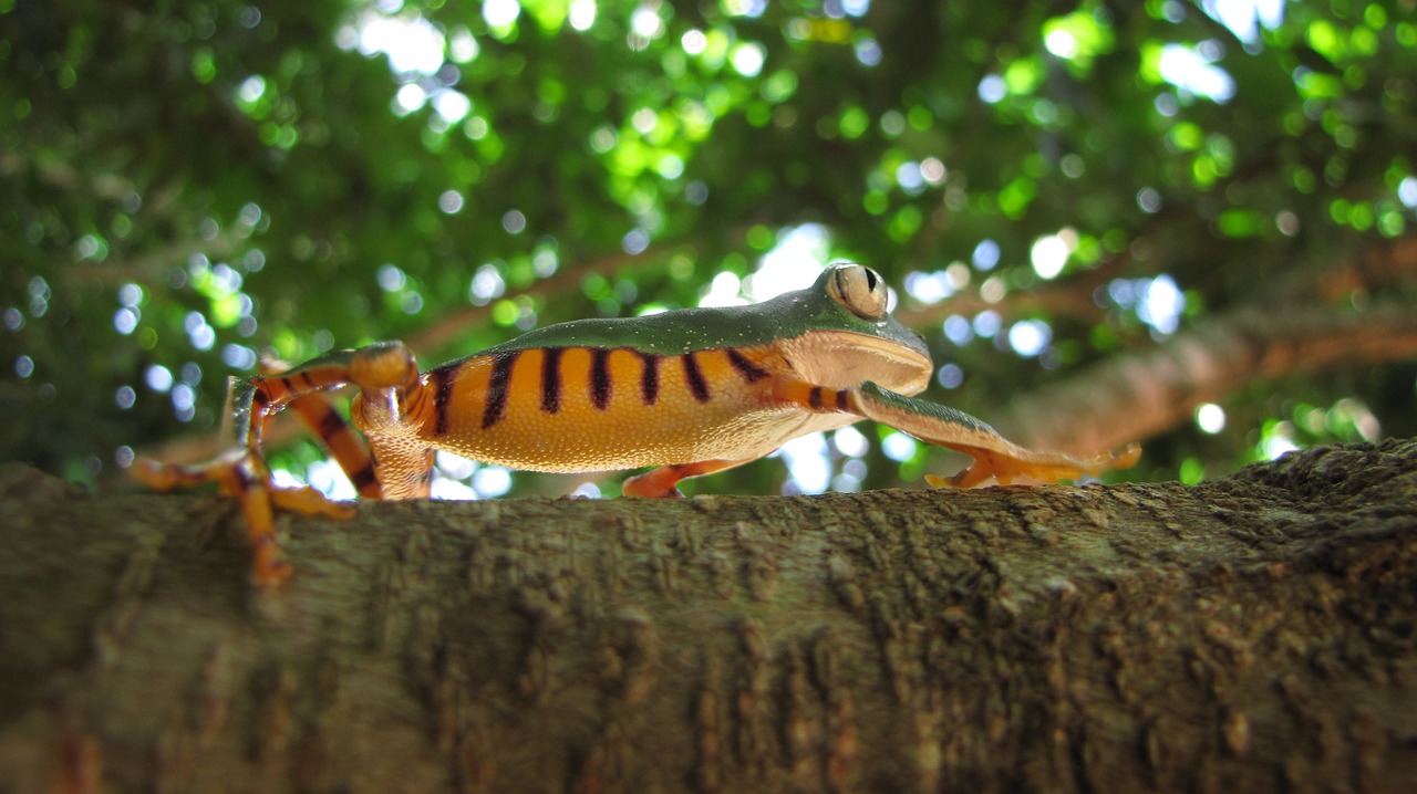 amphibian frog tree free photo