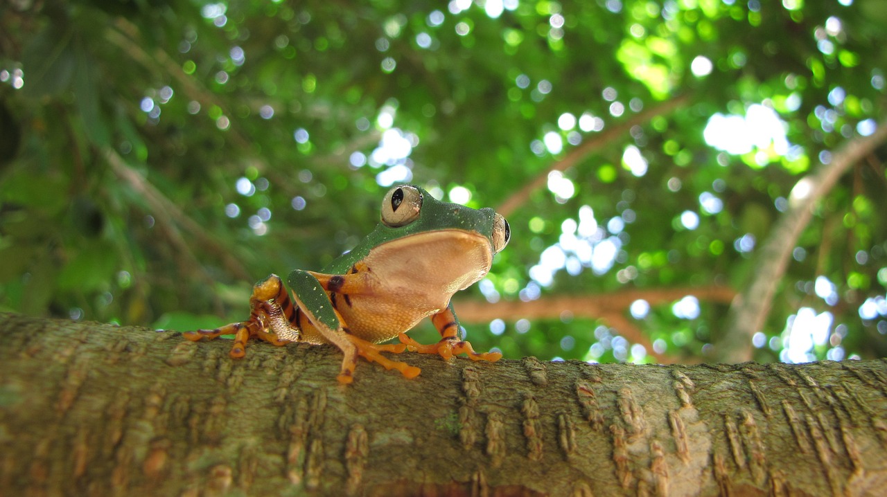 amphibian frog tree free photo