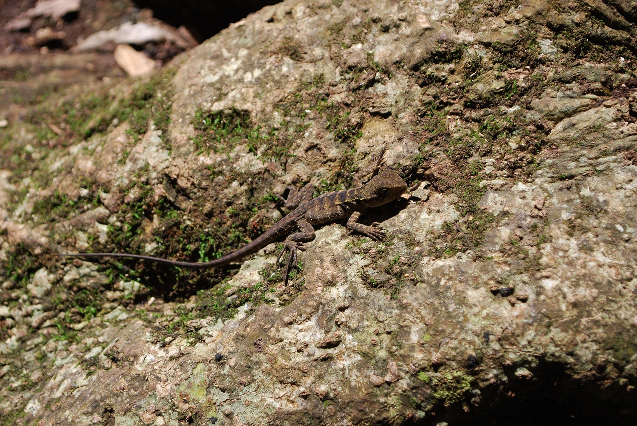 lizard reptile fauna free photo