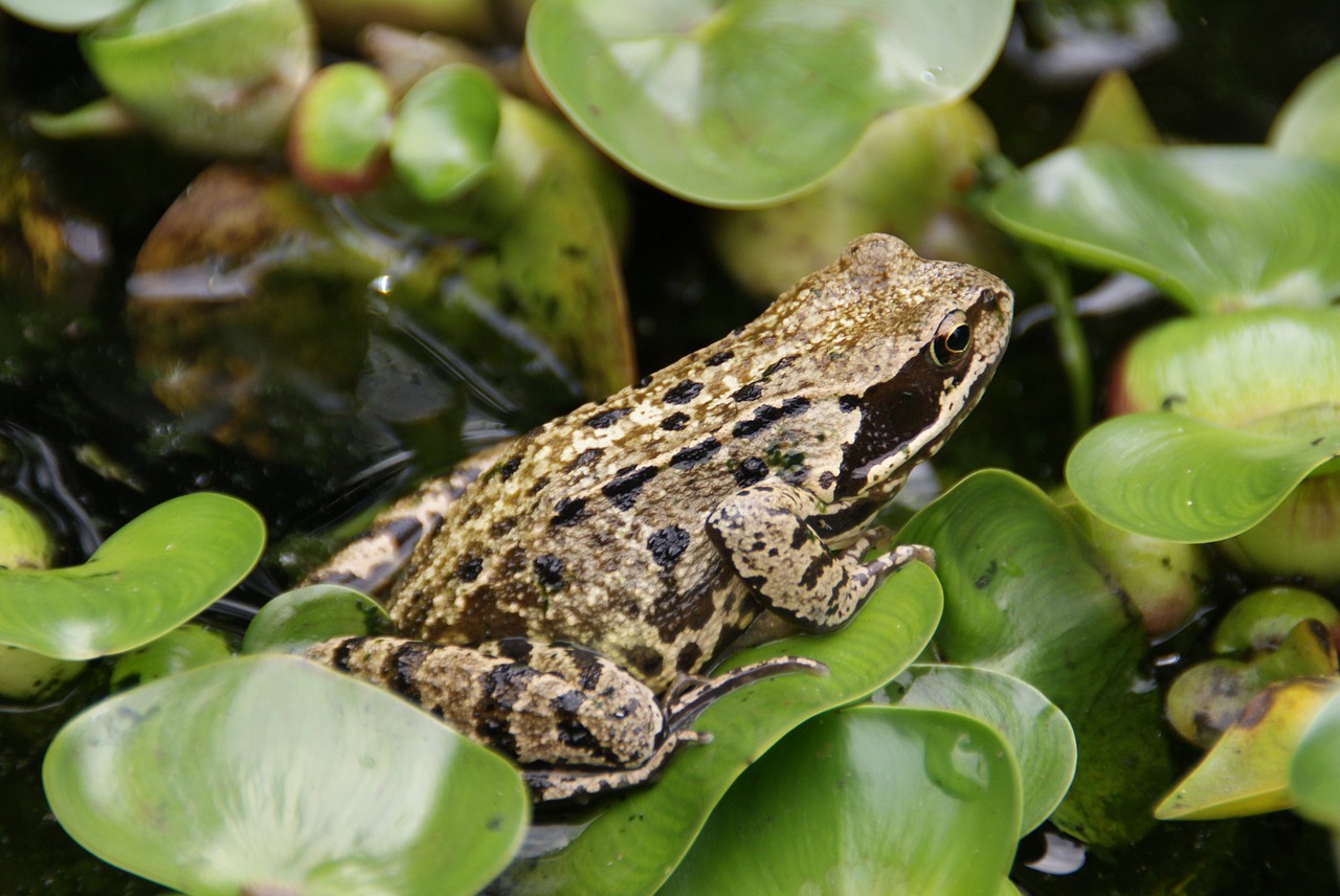 amphibian frog water plant free photo