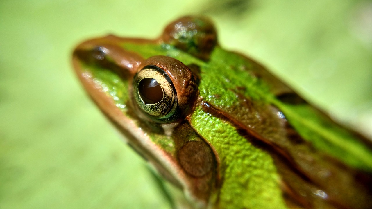 amphibian animal close-up free photo