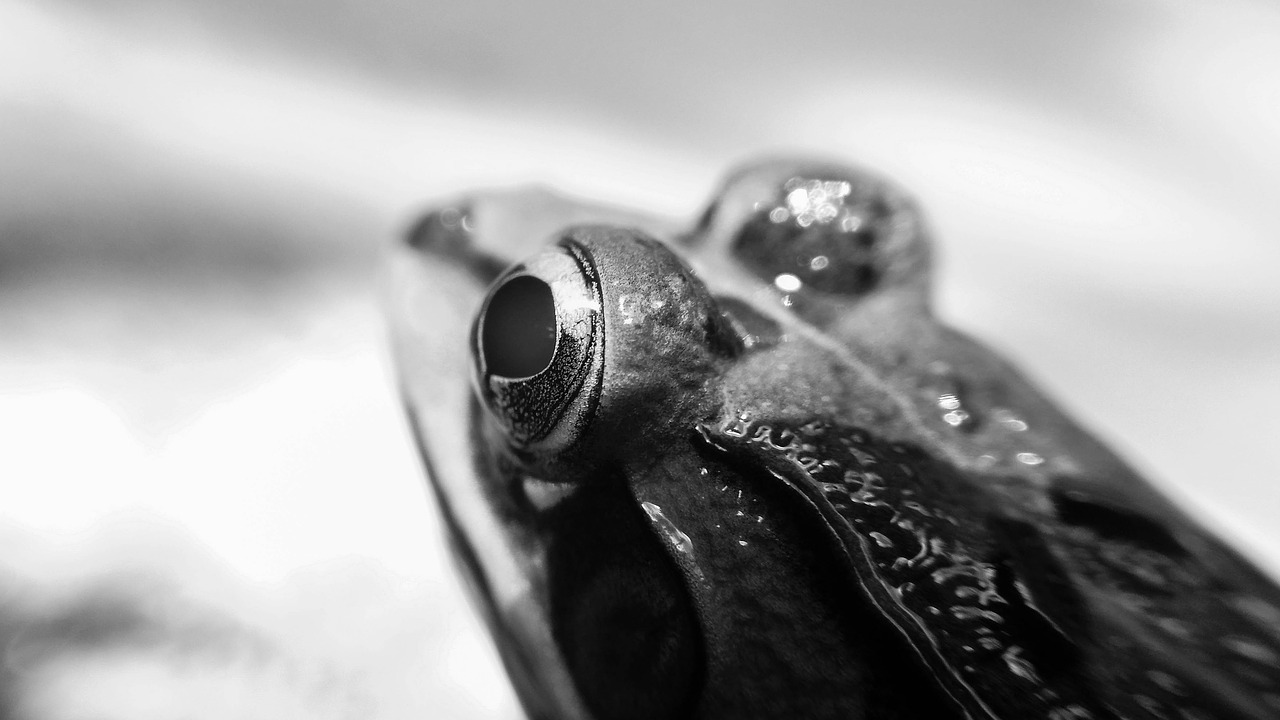 amphibian animal close-up free photo