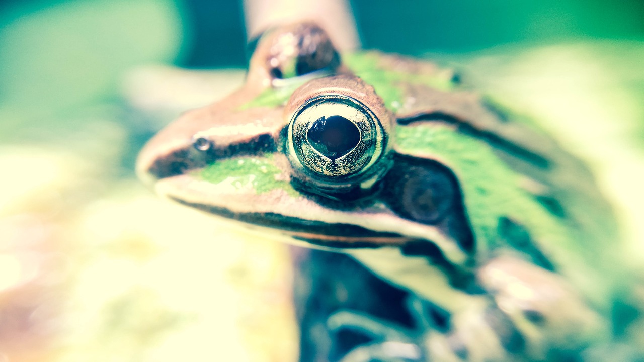 amphibian animal close-up free photo