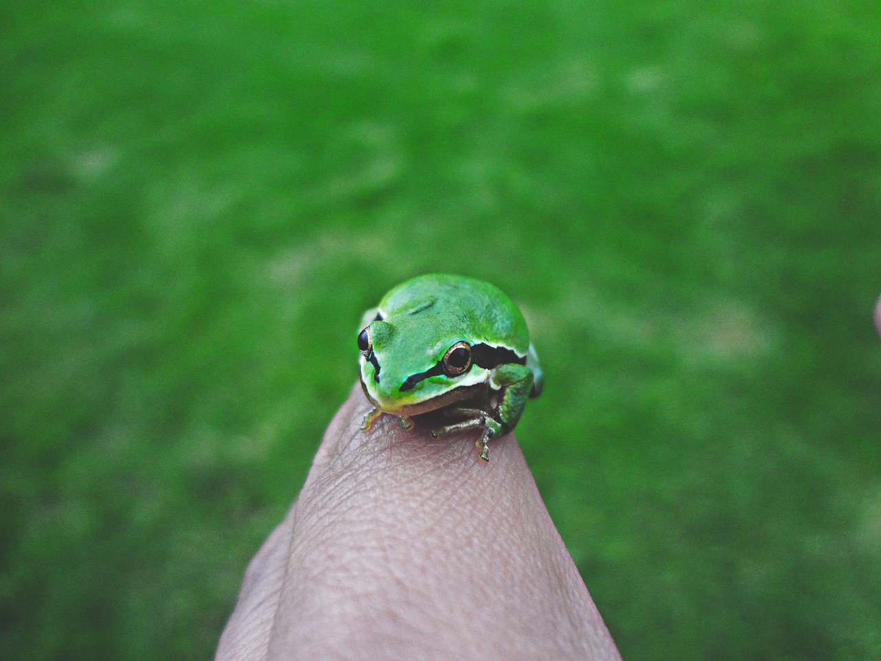 amphibian animal close-up free photo