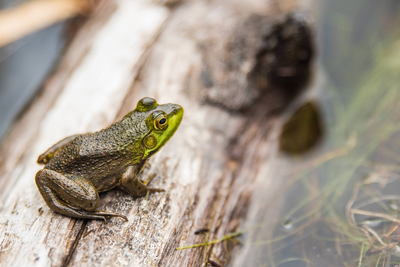 amphibian animal close-up free photo