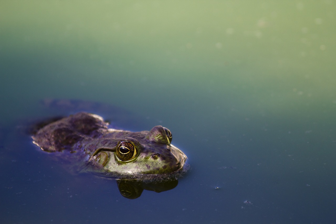 amphibian animal animal photography free photo