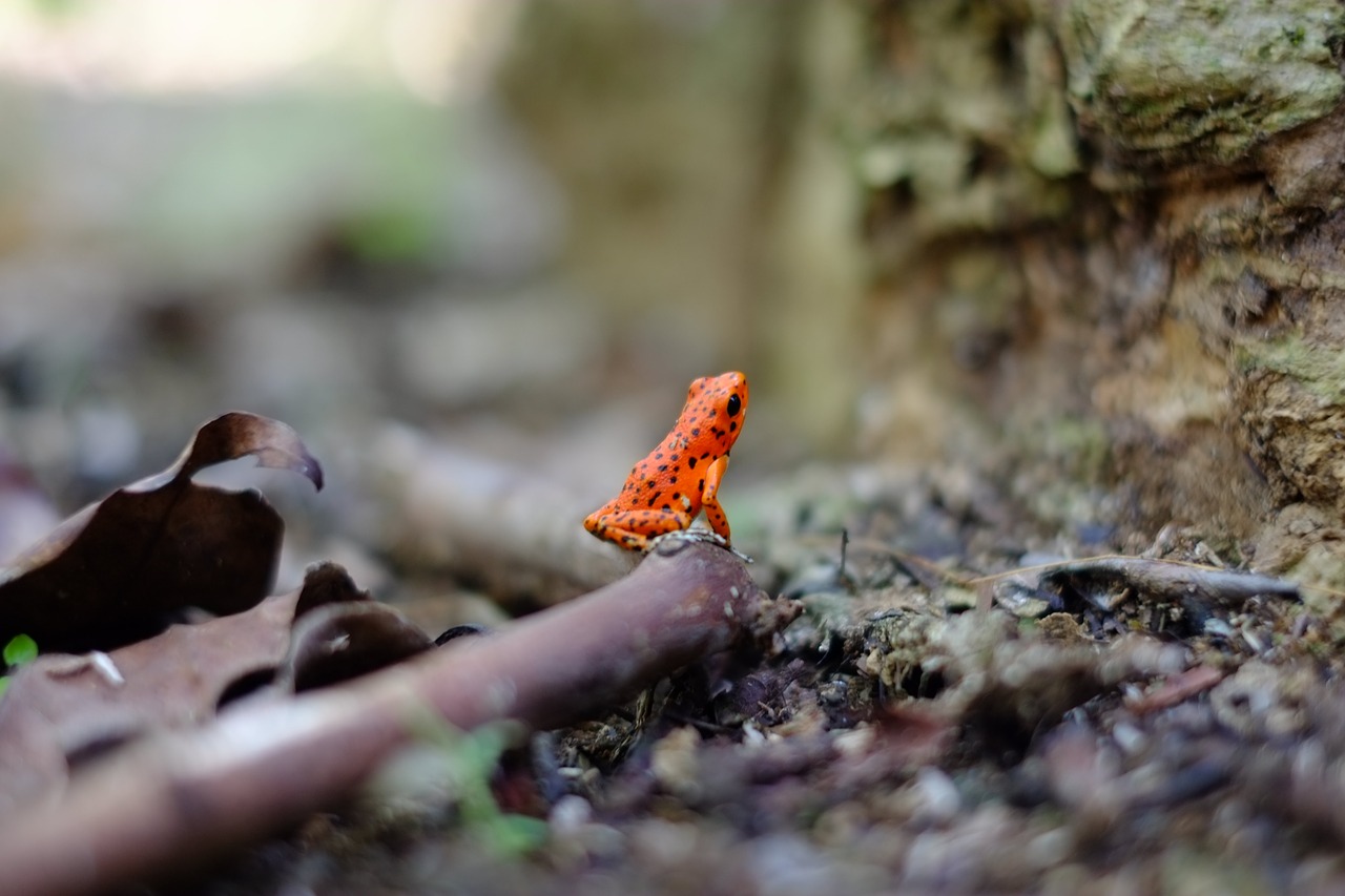 amphibian animal frog free photo