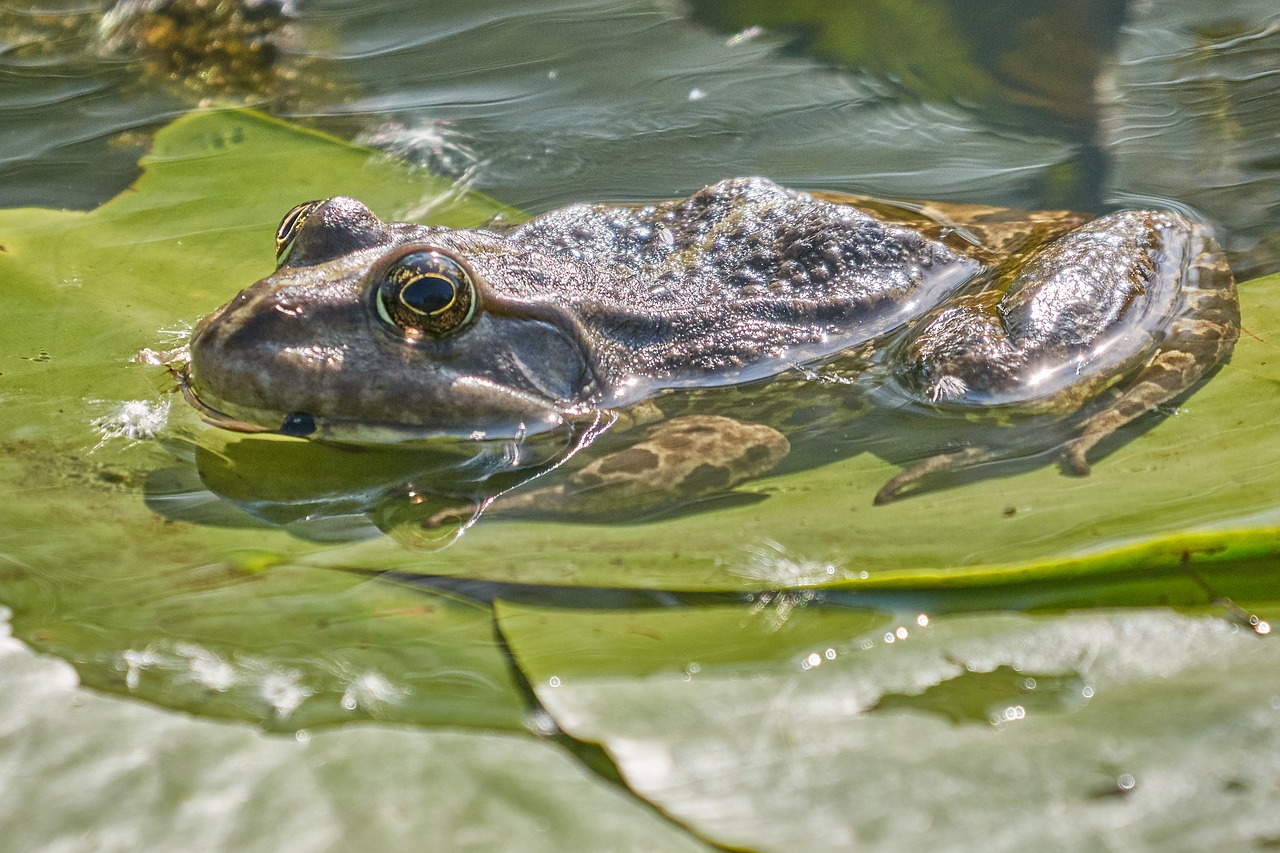 amphibian frog water frog free photo