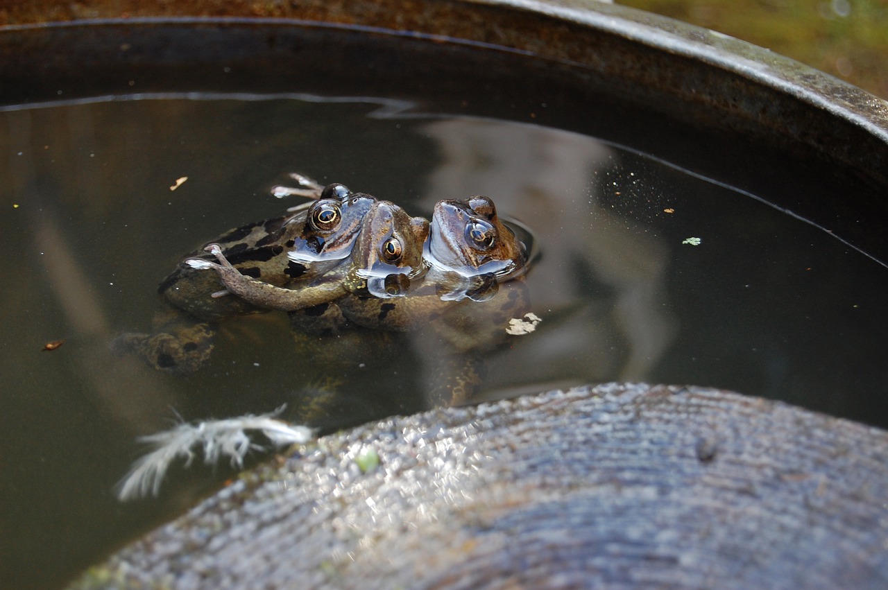 amphibian frogs nature free photo