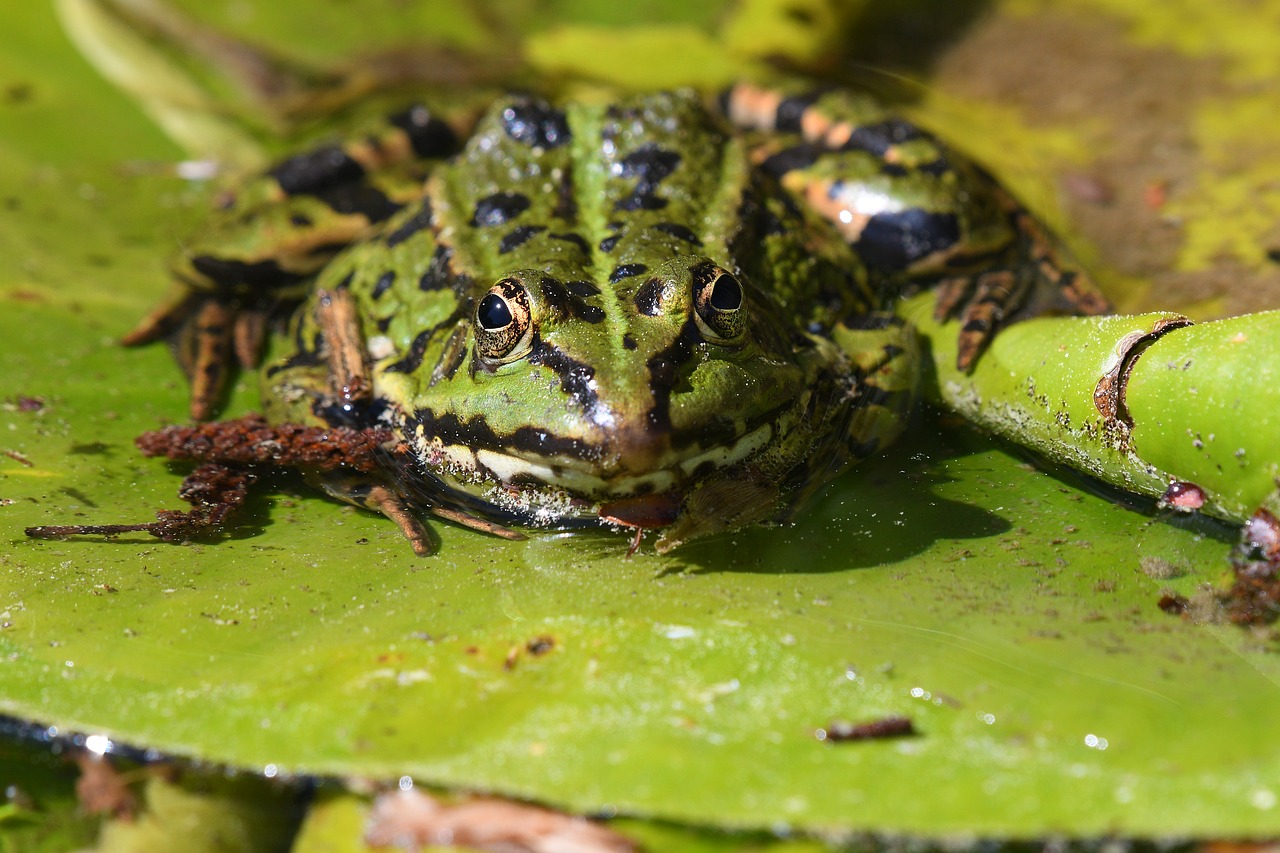 amphibian  frog  nature free photo