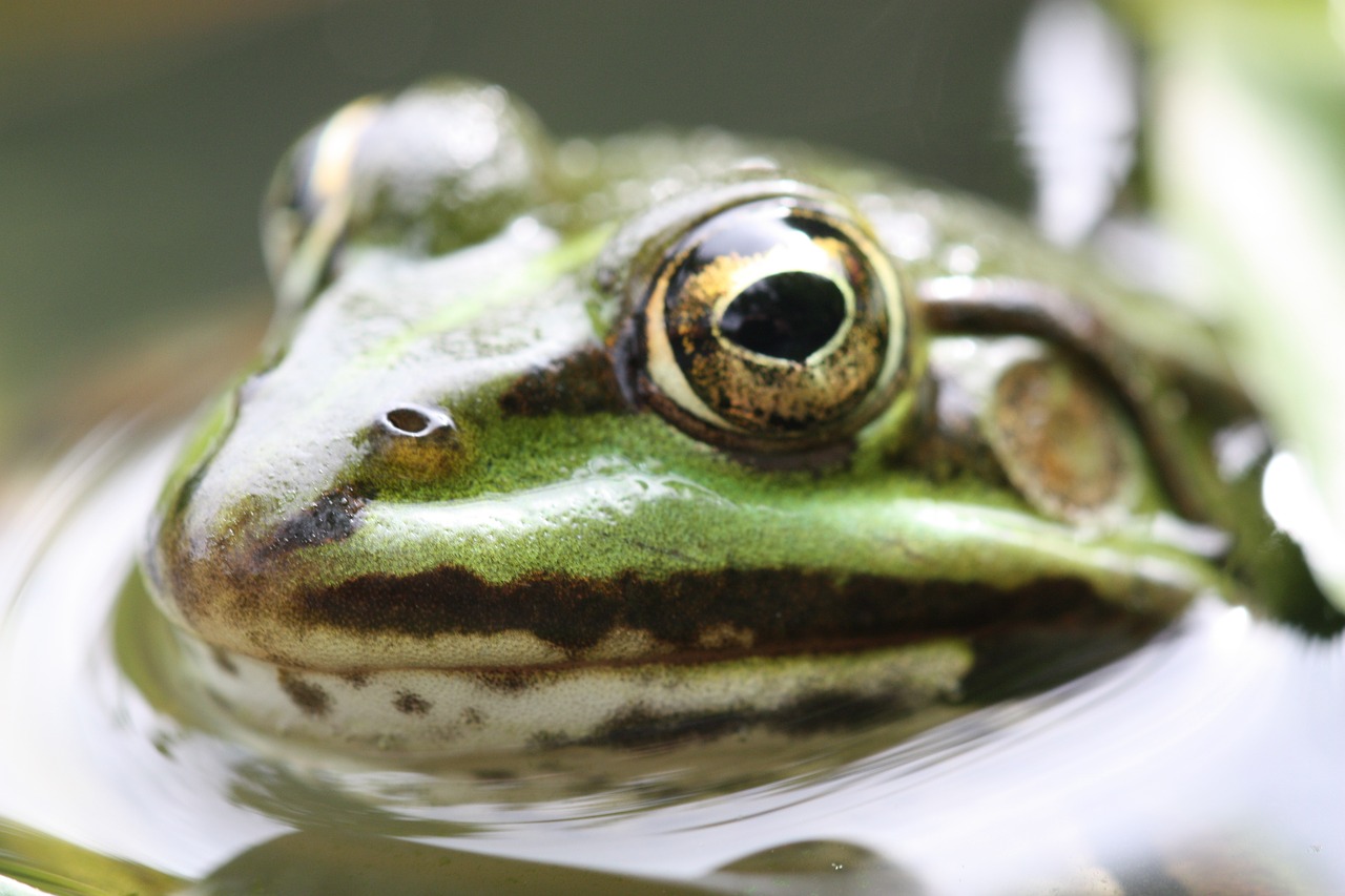 amphibian  nature  frog free photo