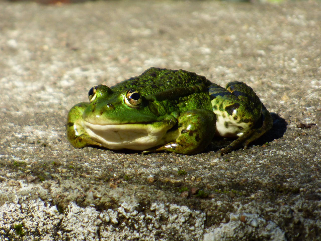 Edit free photo of Amphibian animal,green frog,edible frog,free pictures, f...