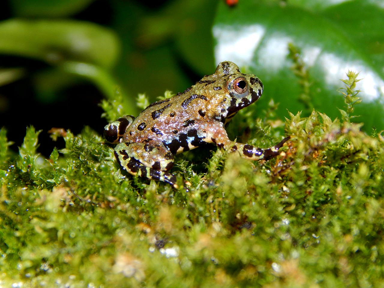 amphibians toad young animal free photo