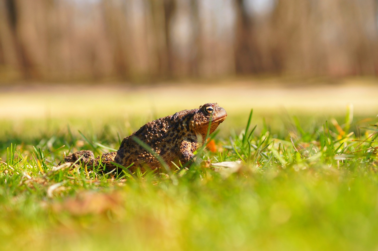 amphibians  a toad  the frog free photo