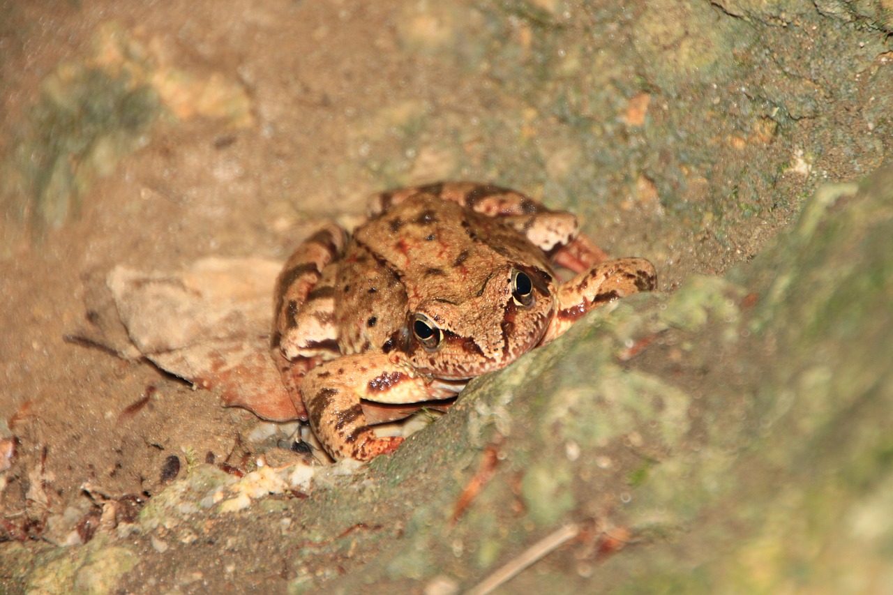 amphibians common european free photo