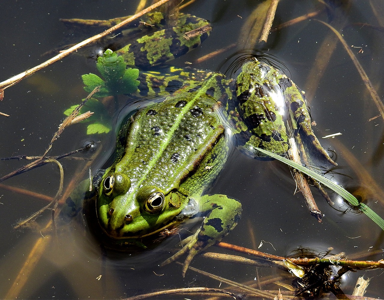 amphibians bezogonowe  frog  nature free photo