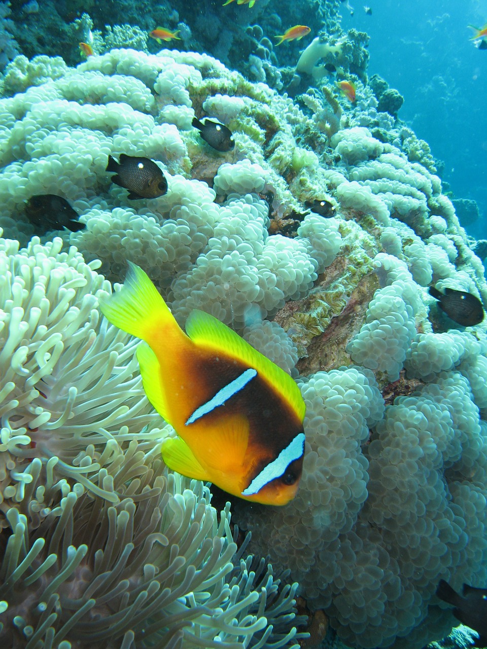 amphiprion red sea clown fish free photo