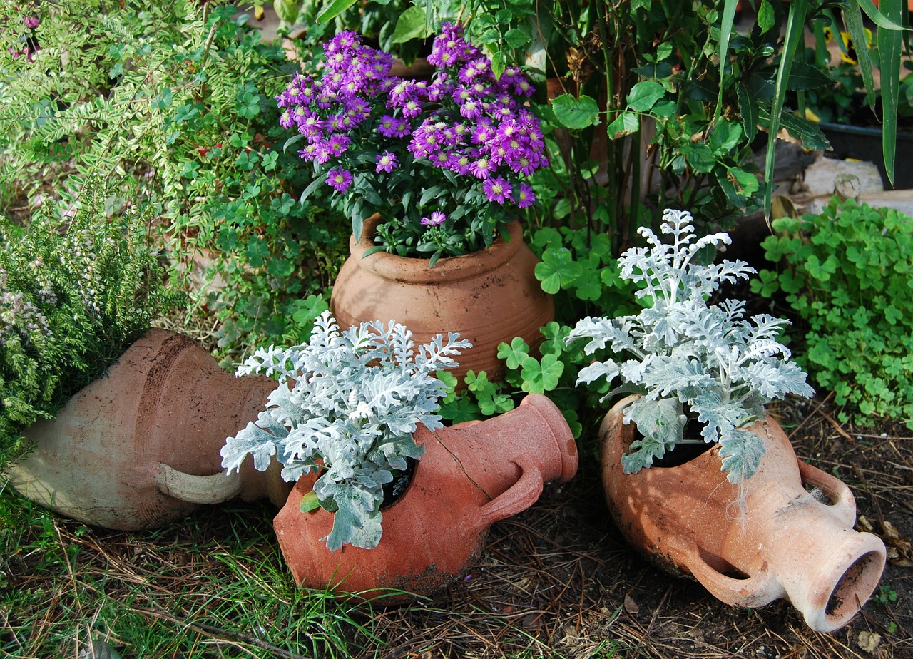 amphorae terracotta flowers free photo