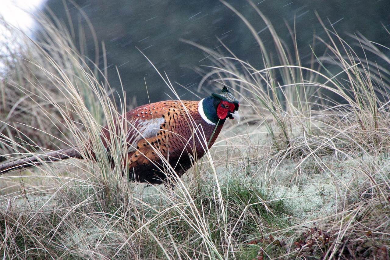 amrum north sea partridge free photo