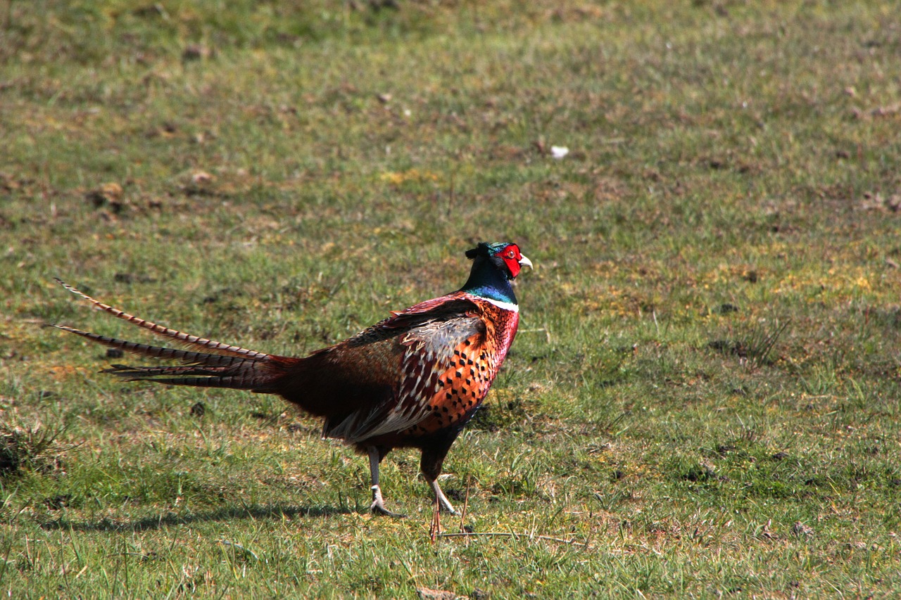 amrum north sea partridge free photo