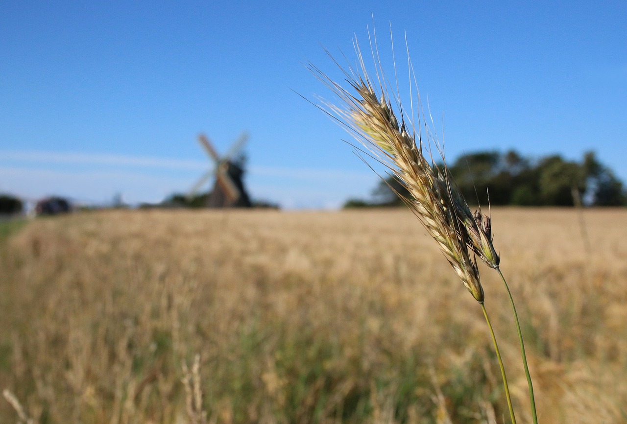 amrum mill ear free photo