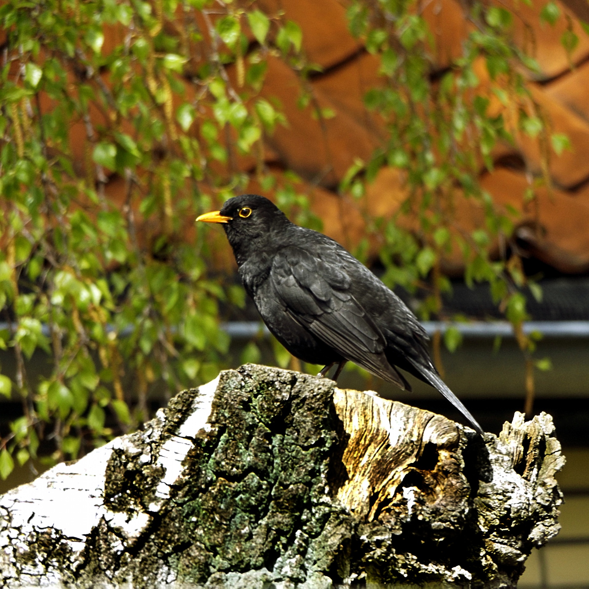 black blackbird bird free photo