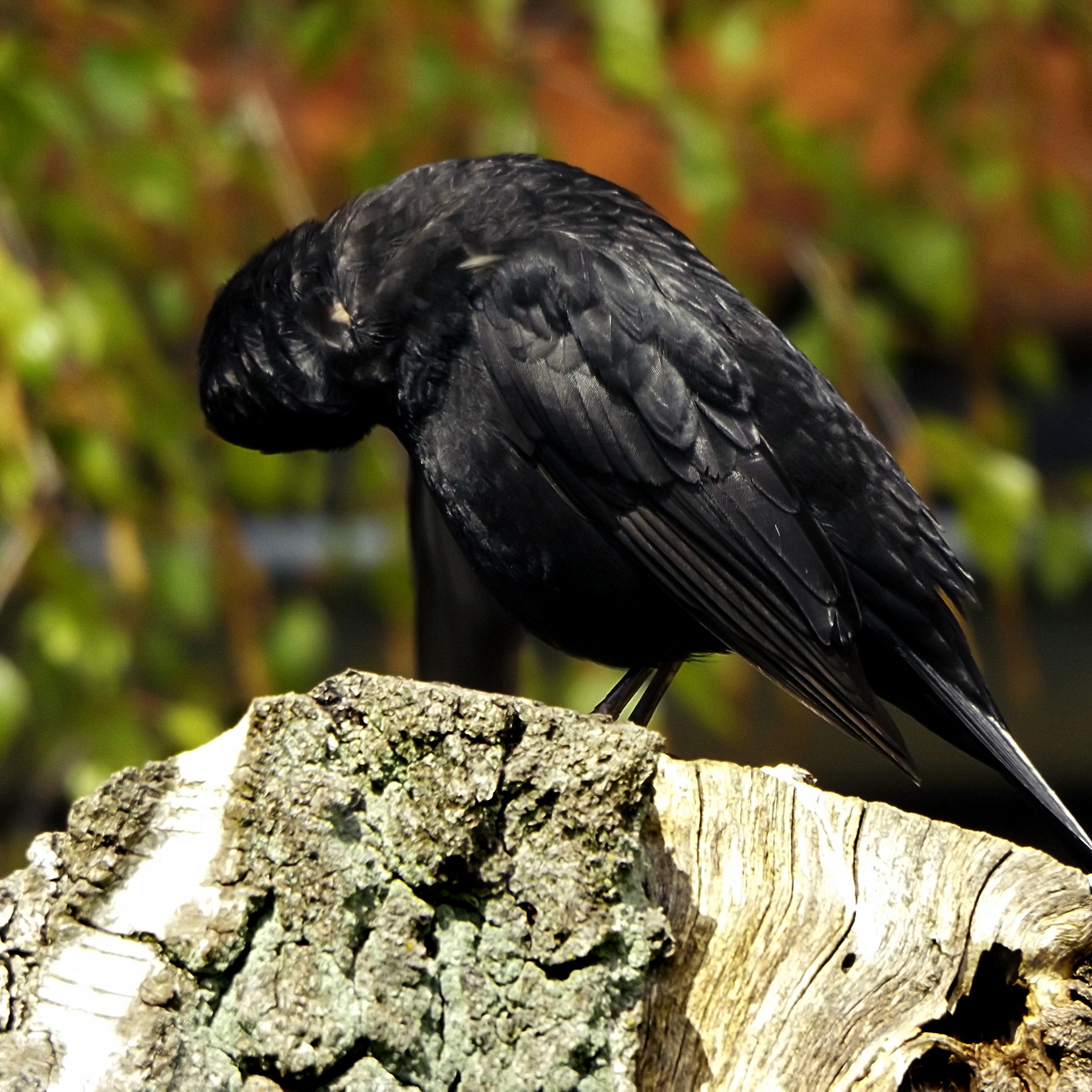 black blackbird bird free photo