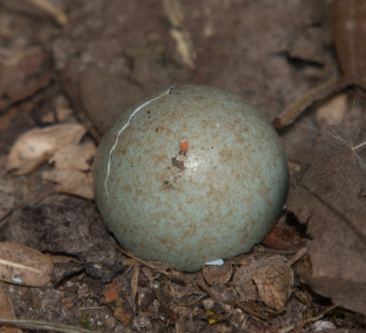 amselei bird nest free photo