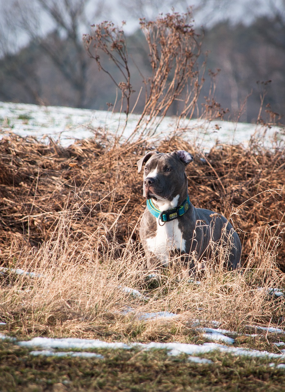 amstaff  american staffordshire terrier  dog free photo