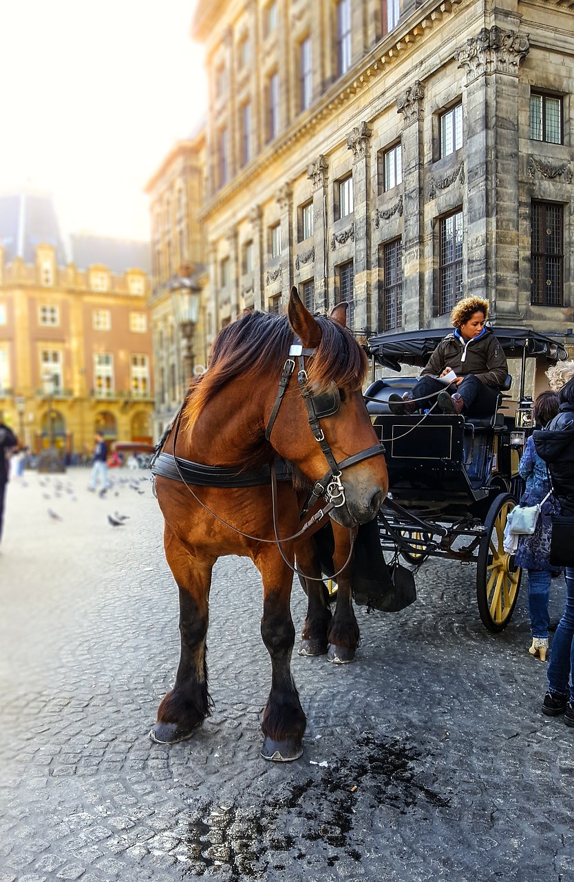 amsterdam horse carriage free photo