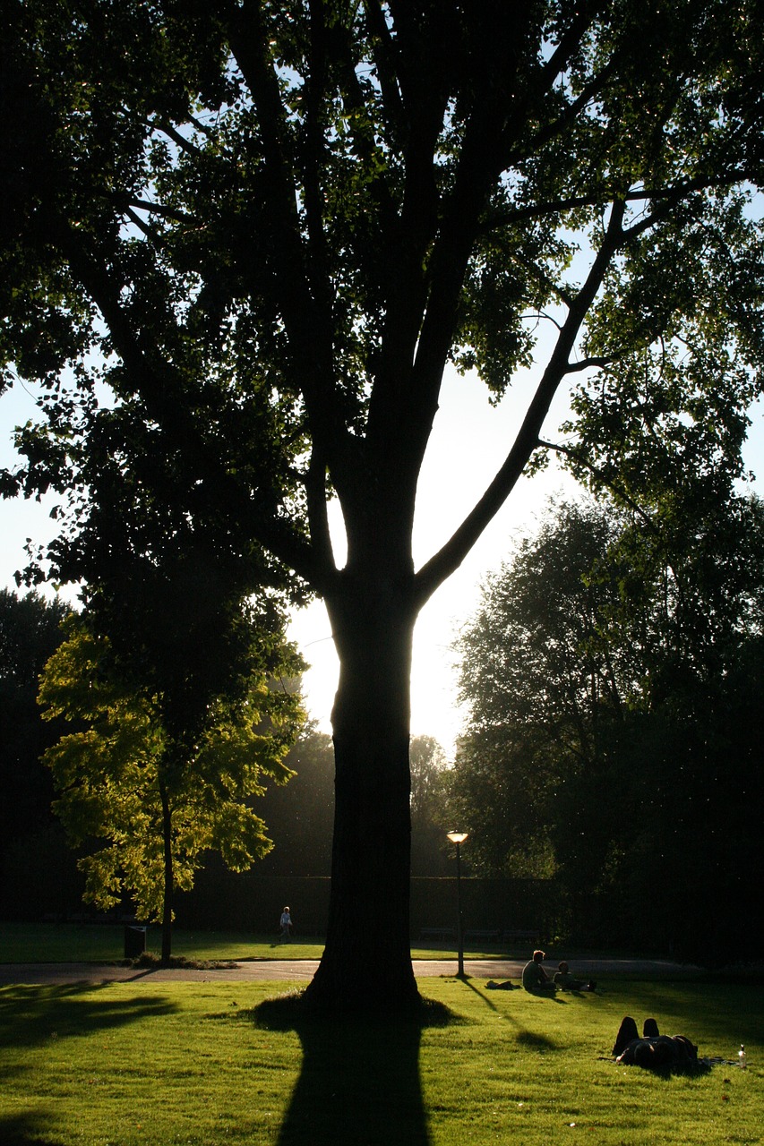 amsterdam tree park free photo