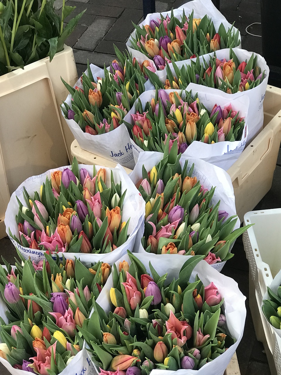 amsterdam  flowers  tulips free photo