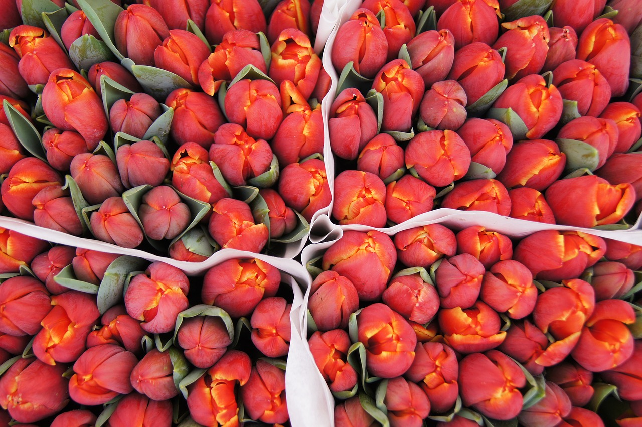 amsterdam  tulips  red free photo