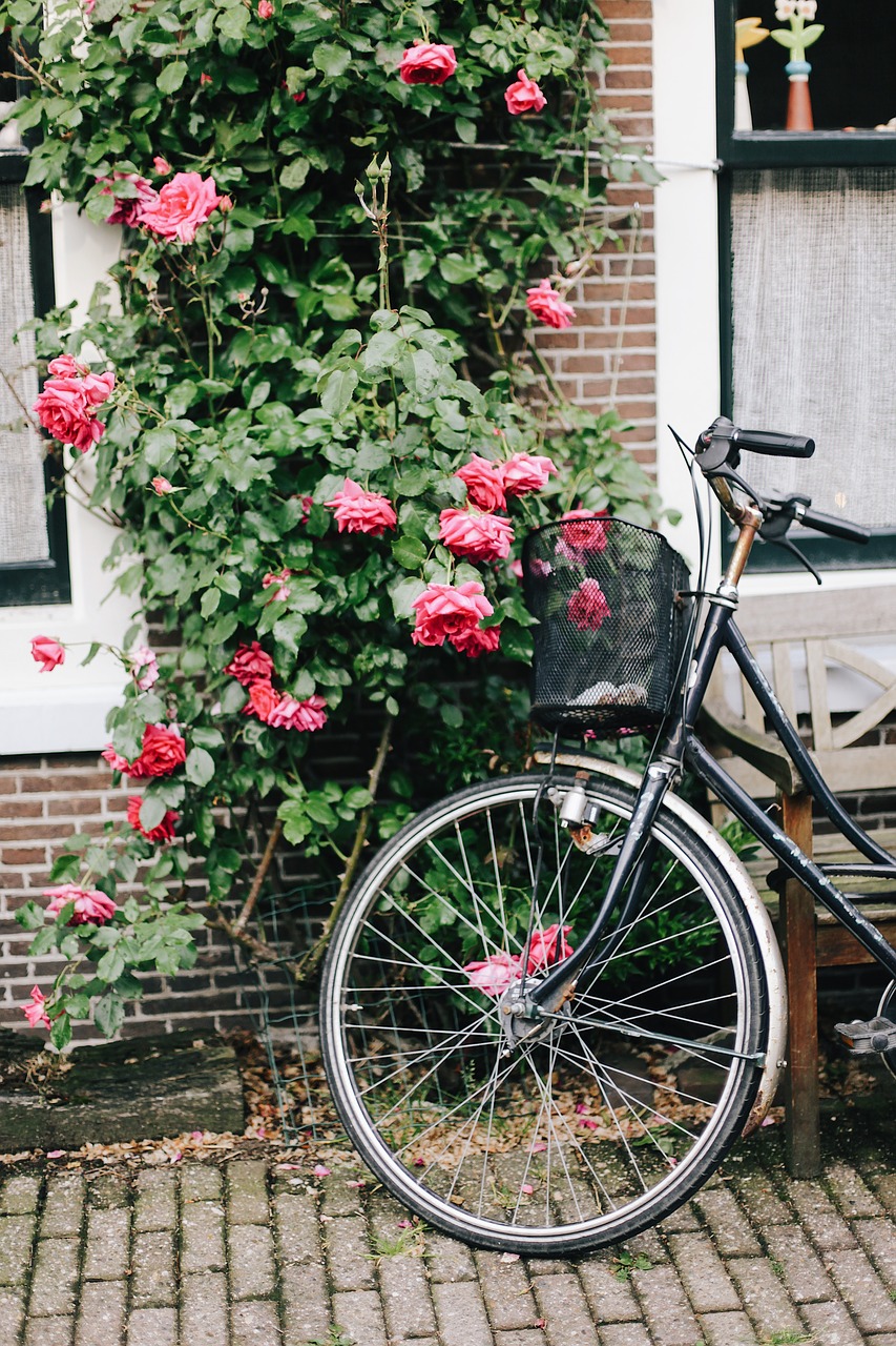 amsterdam  bike  holland free photo