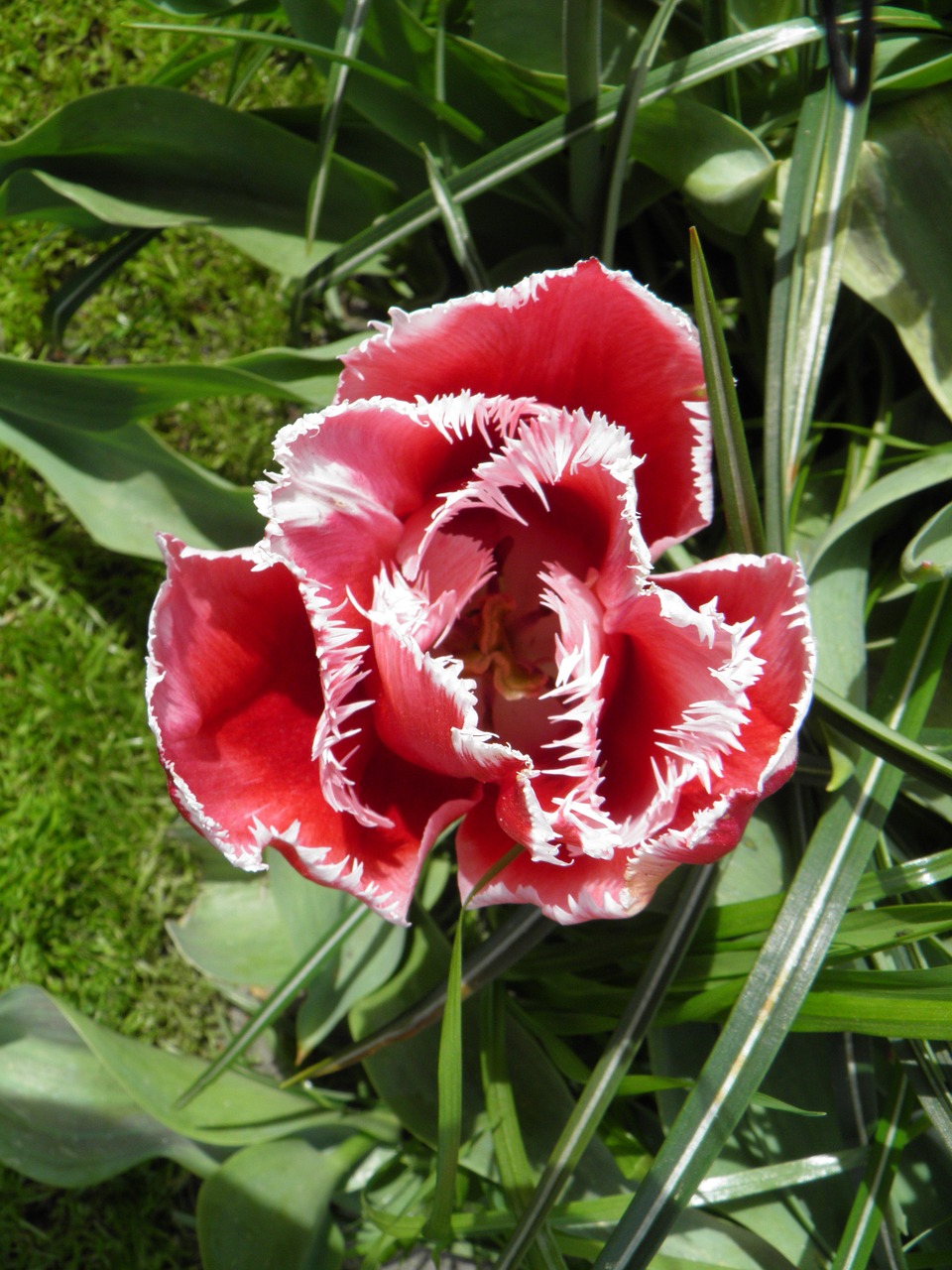 amsterdam tulips garden free photo