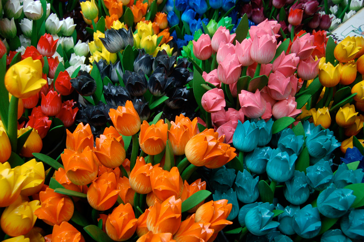 tulips flowers amsterdam free photo