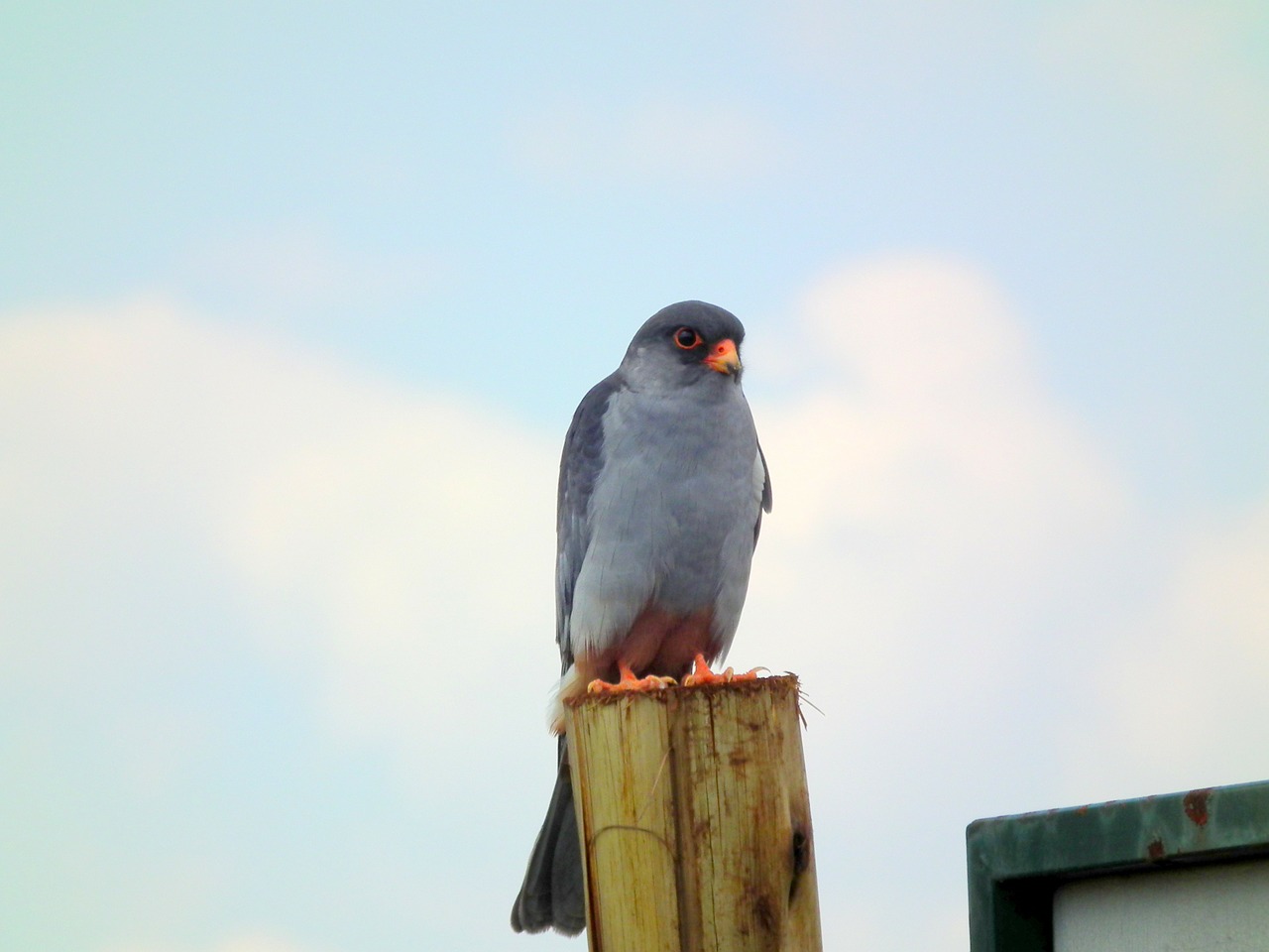 amur falcon hawk free photo