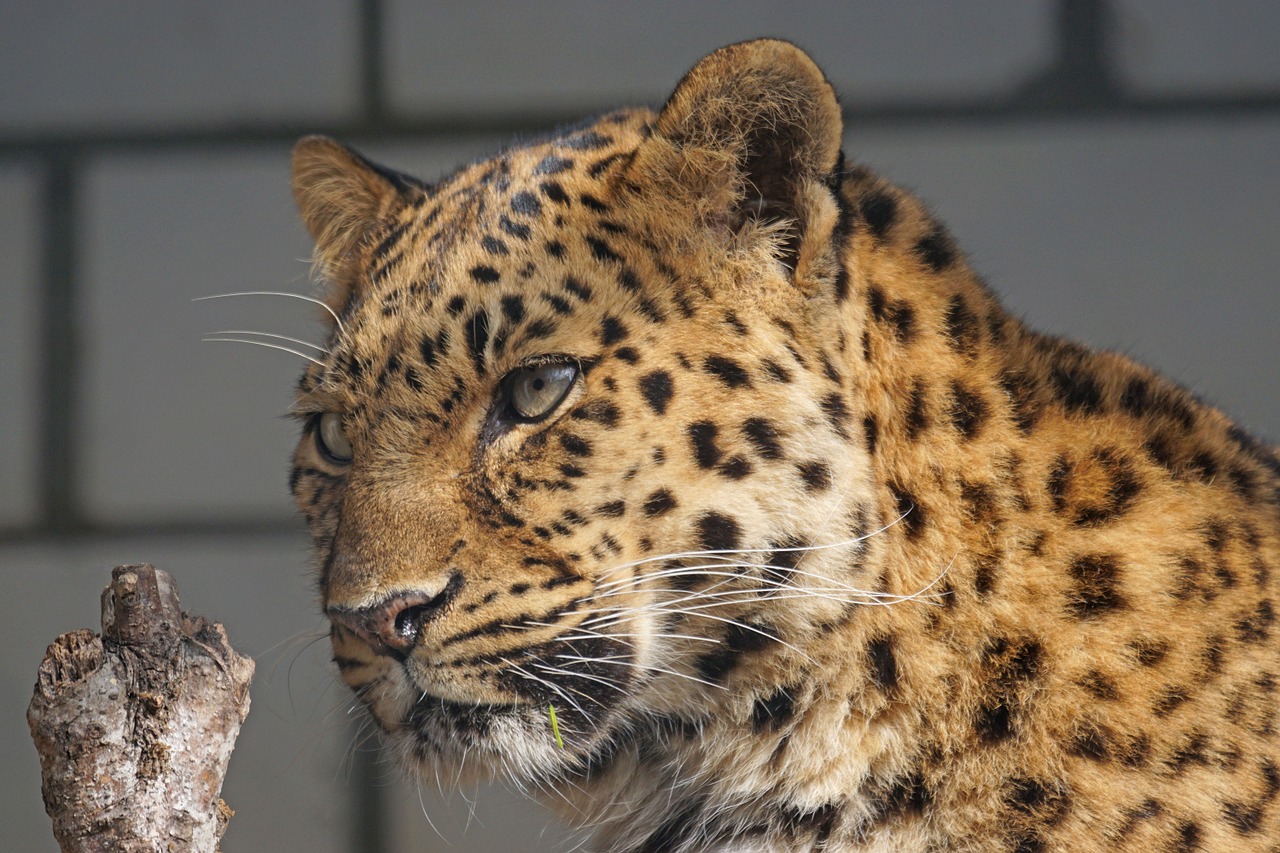 amur leopard close free photo