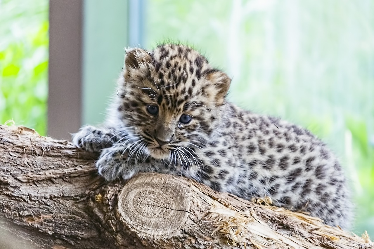 amur  amur leopard  amur leopard baby free photo