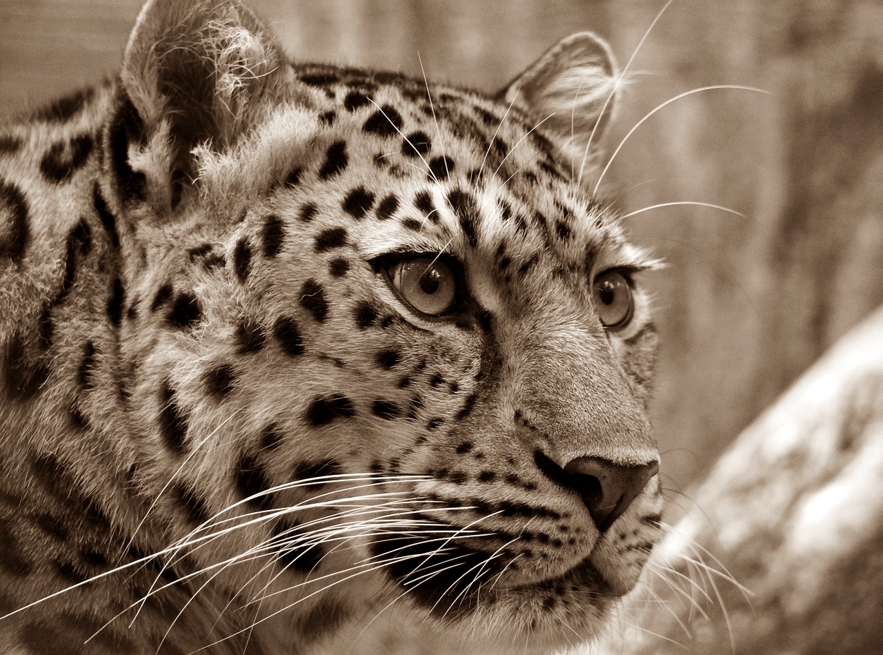 amur leopard sepia free photo