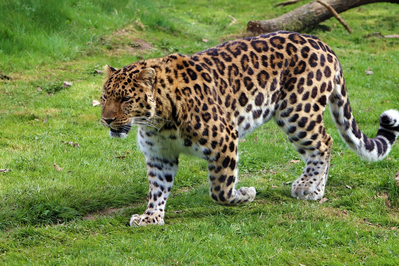 amur leopard  leopard  nature free photo