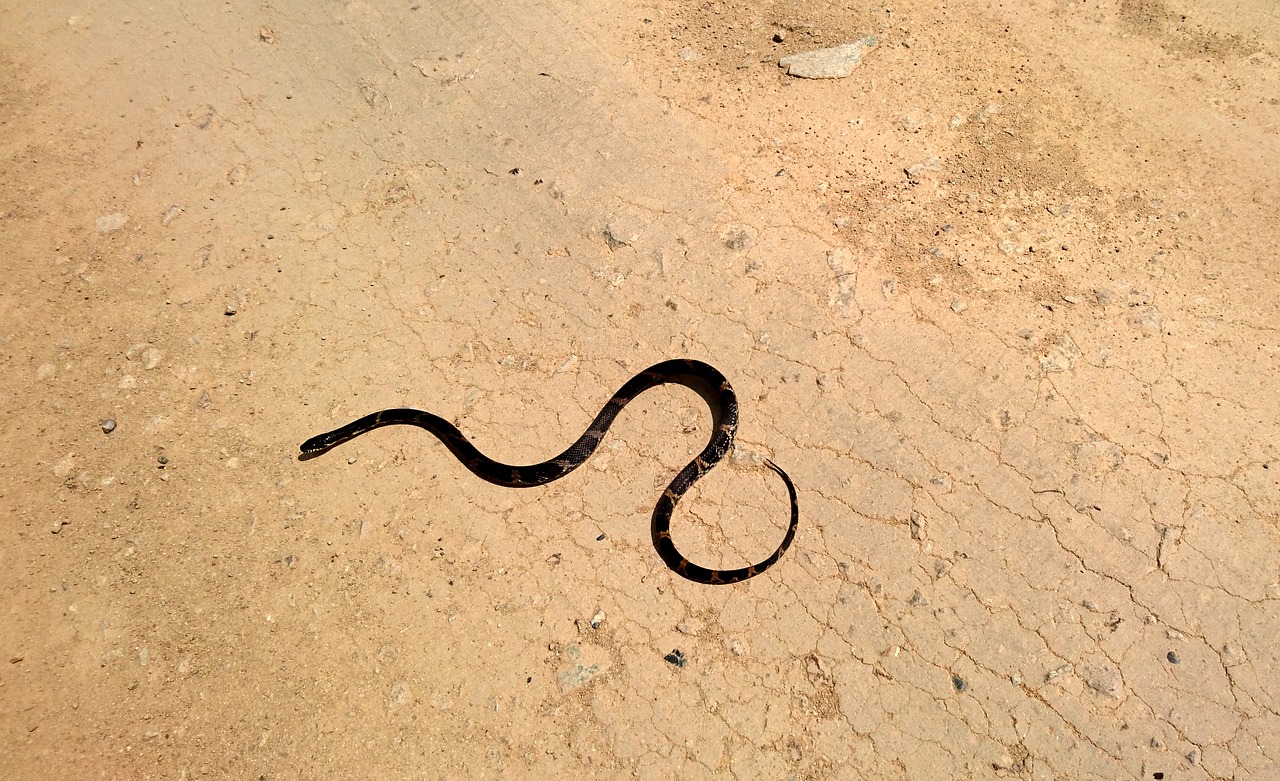 amur ratsnake snake shrenk snake free photo