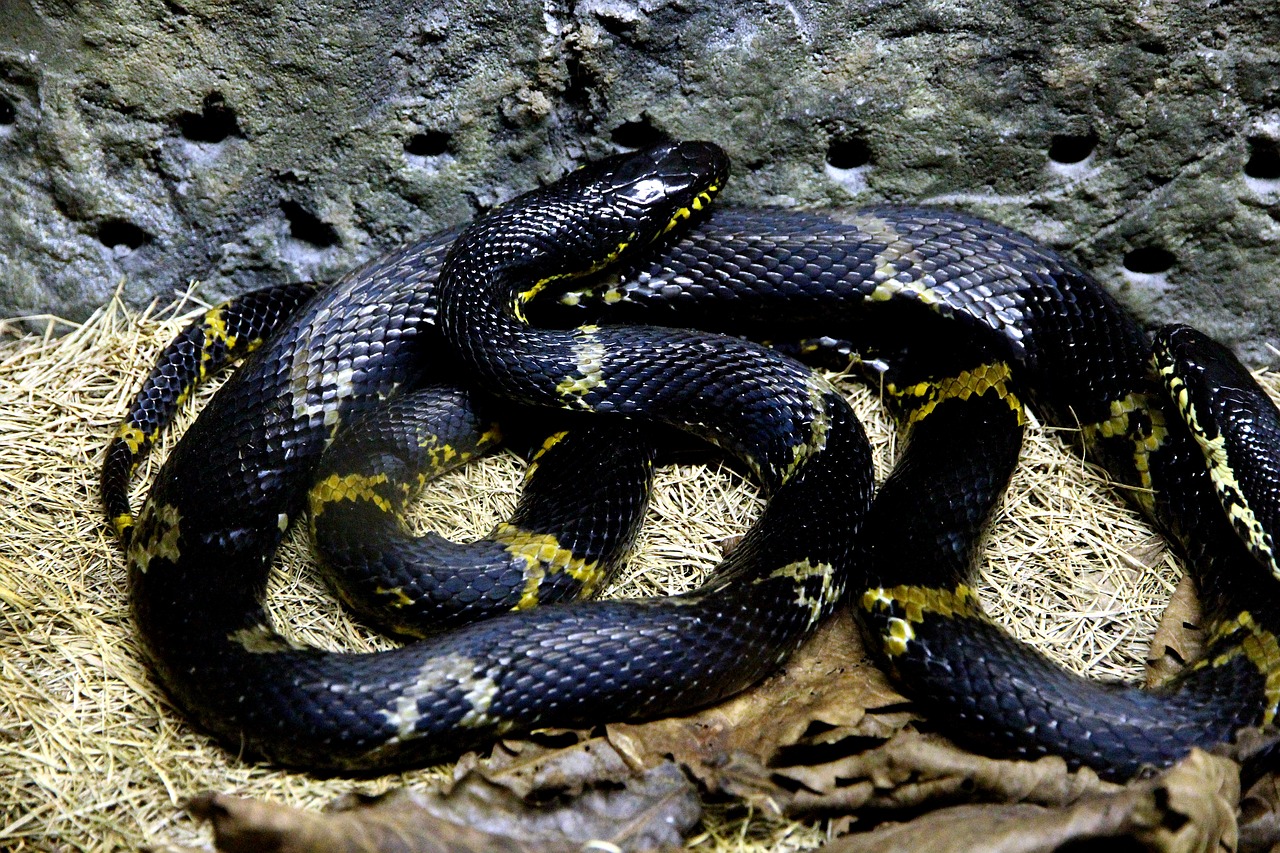 amur ratsnake  snake shrenk  snake free photo