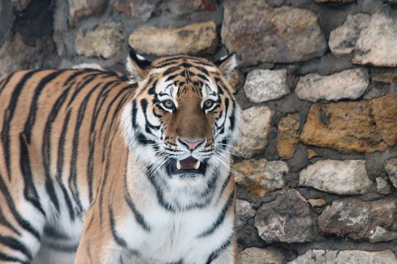 amur tiger tiger predator free photo
