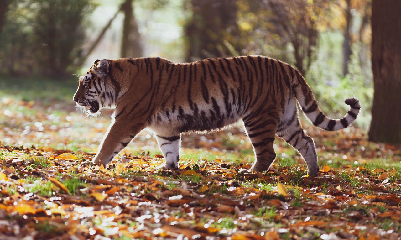 amur tiger  tiger  predator free photo