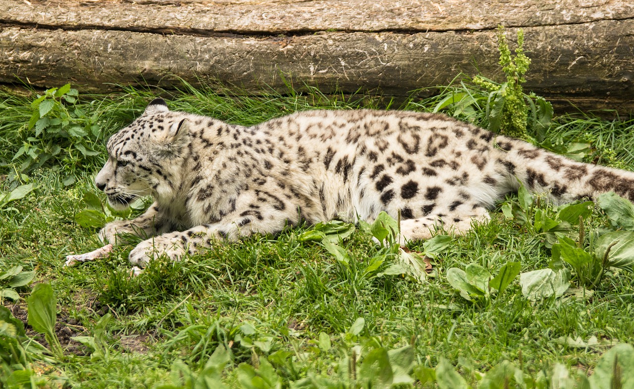 amurinleopardi leopard cat free photo