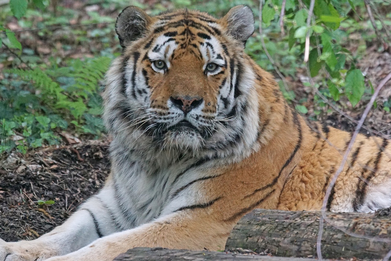 amurtiger tiger cat free photo