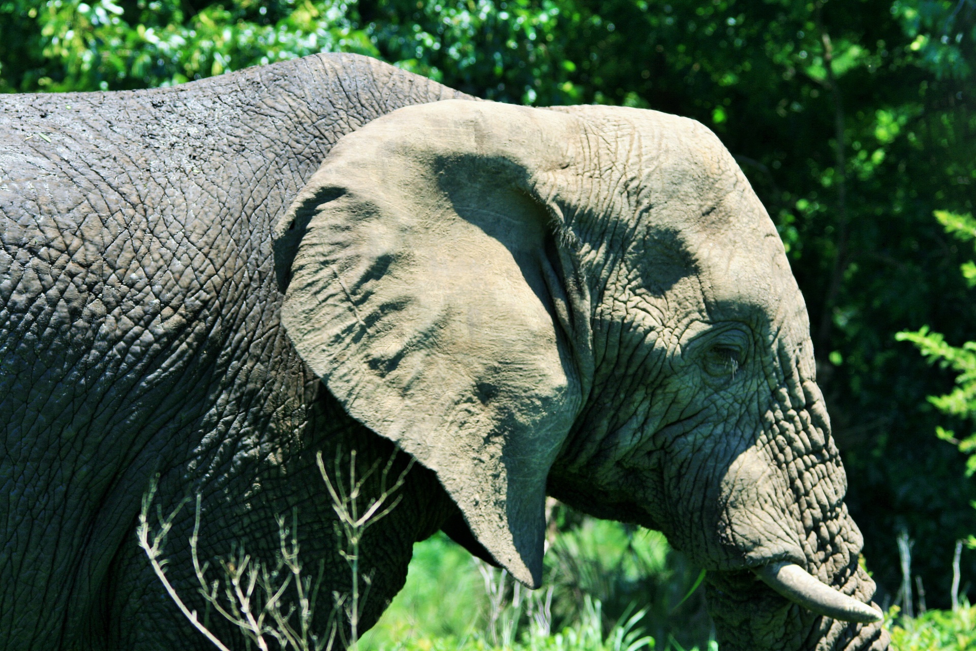 Слоновые уши. Уши слона. Африканский слон. Голова слона. Уши африканского слона.