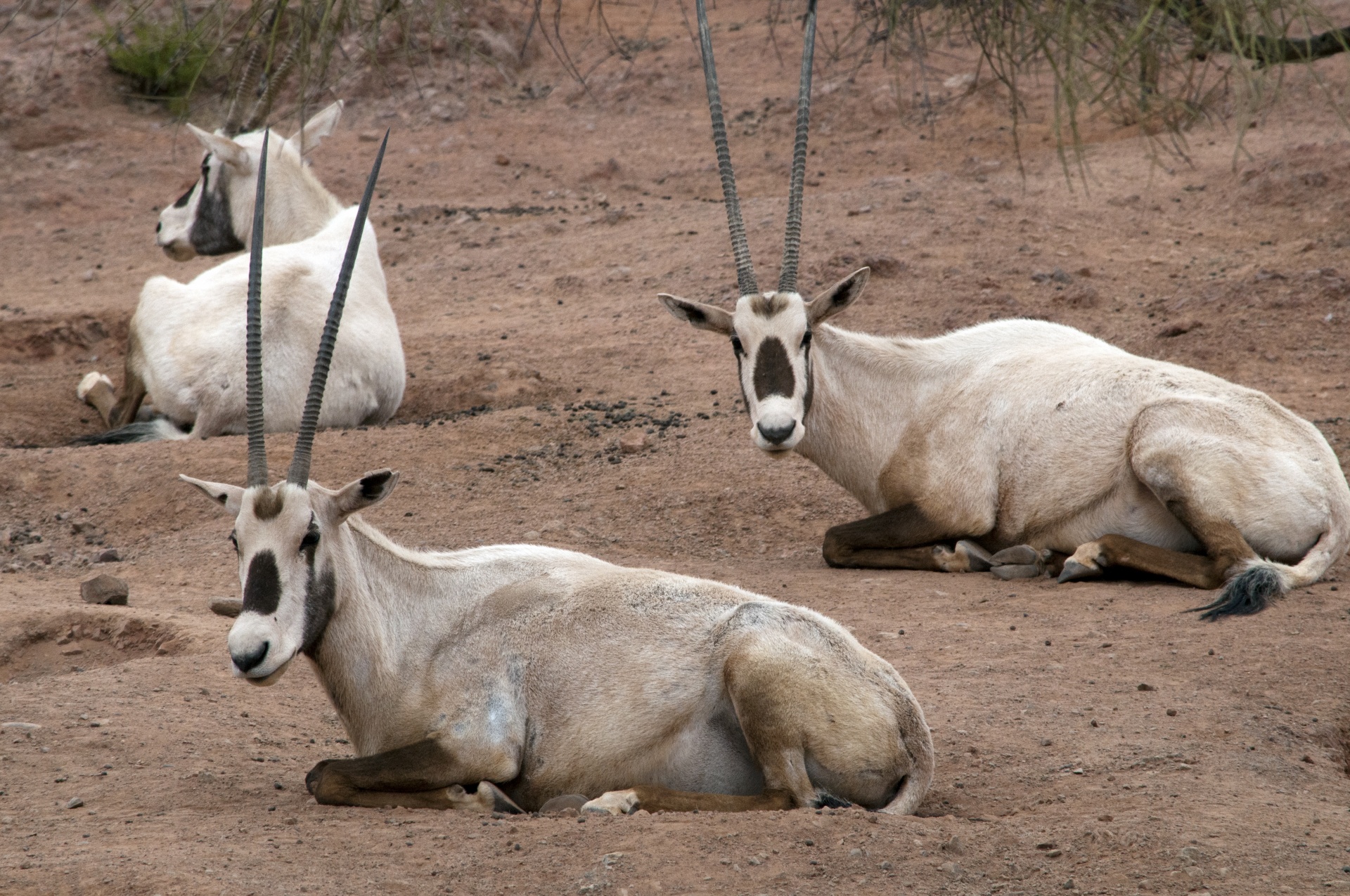 antelope arabian oryx oryx free photo
