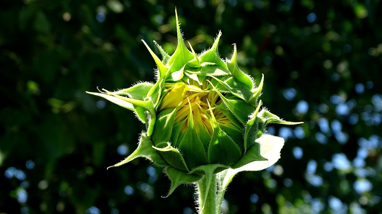 an indoor sunflower  bud  field free photo